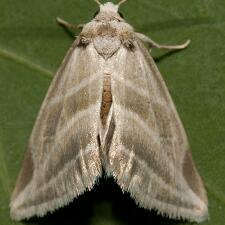 Plagiomimicus tepperi