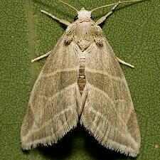 Plagiomimicus mimica