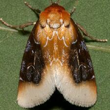 Chrysoecia scira
