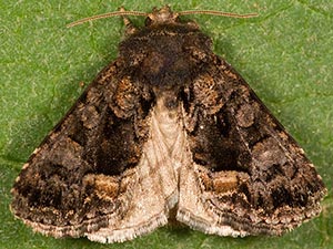 Euamiana torniplaga