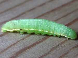 Psaphida rolandi
