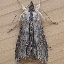 Cucullia florea