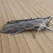 Cucullia florea