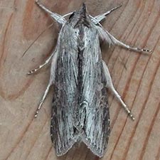 Cucullia florea