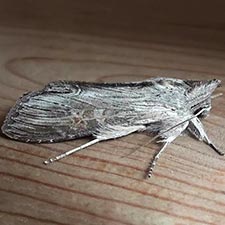 Cucullia florea