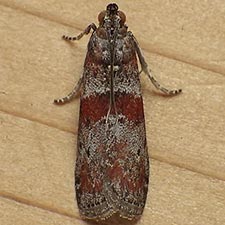 Sciota carneella