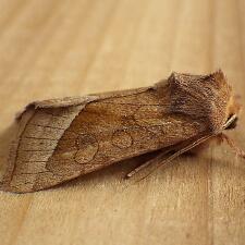 Hydraecia perobliqua