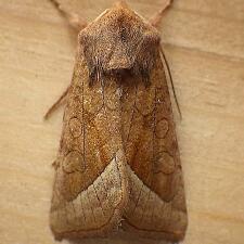 Hydraecia perobliqua