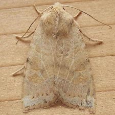 Anathix aggressa