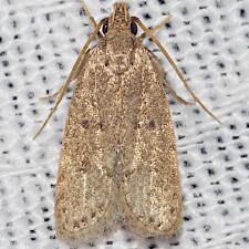 Autosticha kyotensis