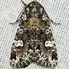 Melanchra adjuncta