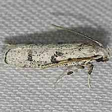 Glyphidocera lactiflosella