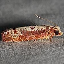 Episimus kimballi