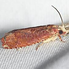 Episimus lagunculariae