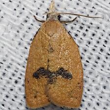 Sparganothoides lentiginosana