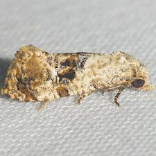 Rolandylis maiana