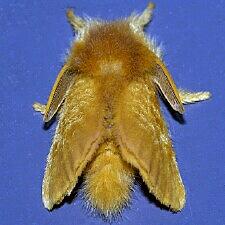 Megalopyge pyxidifera