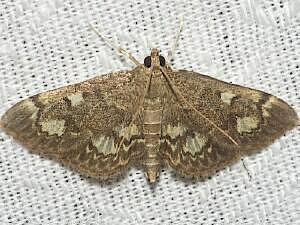 Anania tertialis