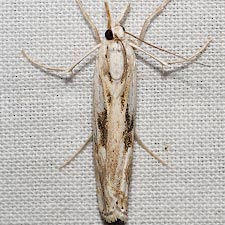 Parapediasia hulstellus