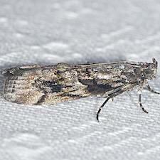 Dioryctria clarioralis
