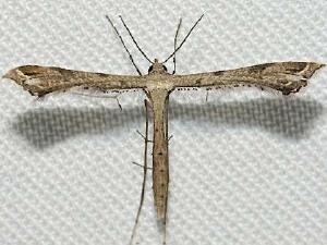 Stenoptilodes taprobanes