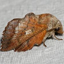 Phyllodesma americana