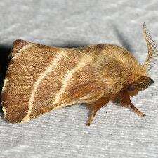 Malacosoma americana