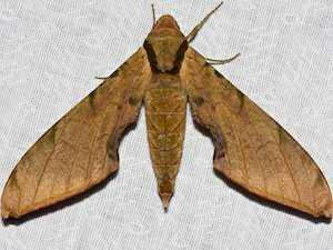Protambulyx strigilis