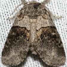 Gluphisia septentrionis