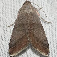 Melipotis januaris