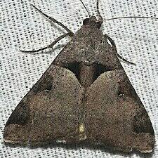 Melipotis januaris