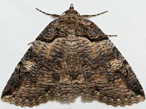 Zale lunifera