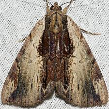 Catocala ultronia