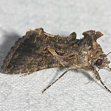 Ctenoplusia oxygramma