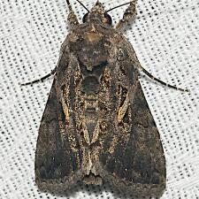 Ctenoplusia oxygramma