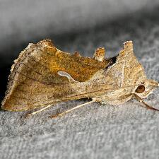 Anagrapha falcifera