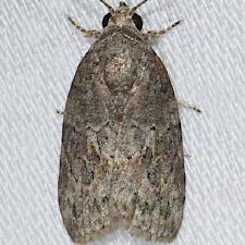 Garella nilotica
