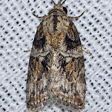 Garella nilotica