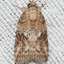 Garella nilotica