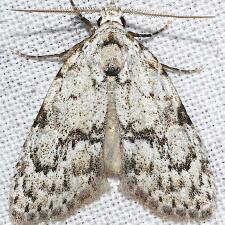 Meganola georgei