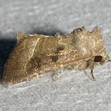 Papaipema nebris