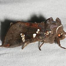 Papaipema cerussata
