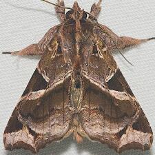 Callopistria floridensis