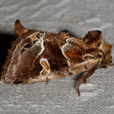 Acherdoa ferraria
