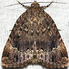 Amphipyra pyramidoides