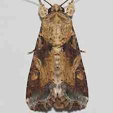 Spodoptera latifascia