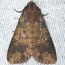 Condica cupentia