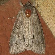 Acronicta hastulifera