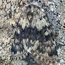 Lasionycta caesia