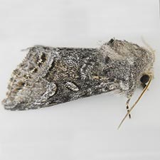 Epidemas obscurus